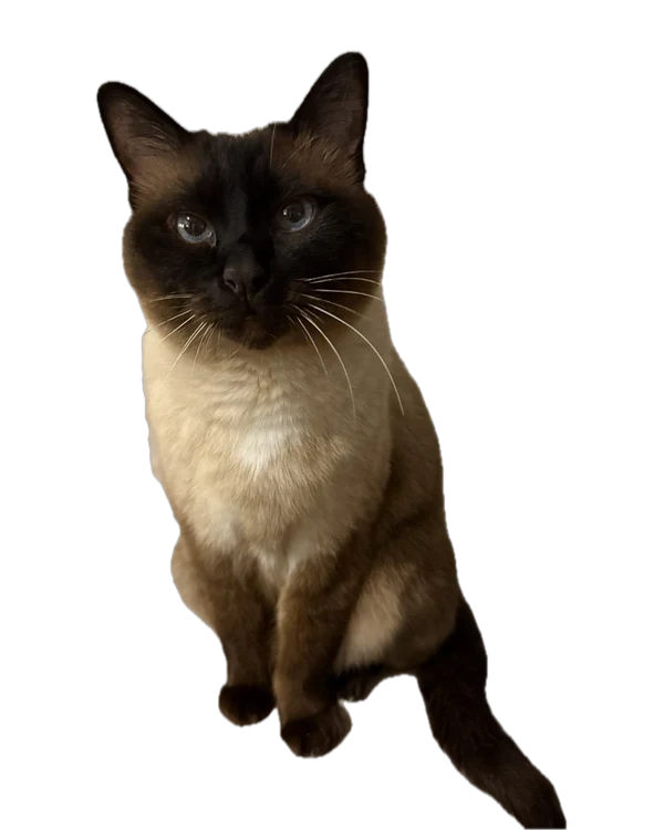 Chico, unser Feelgoodmanager – eine Siamkatze mit blauen Augen